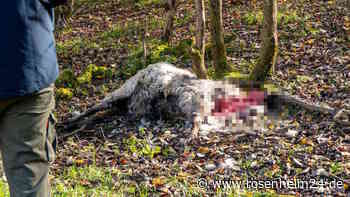 Hat ein Wolf das Schaf gerissen? Grausiger Fund auf der Weide in Oberwössen