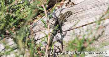 Wild Things: Last minute food-gathering