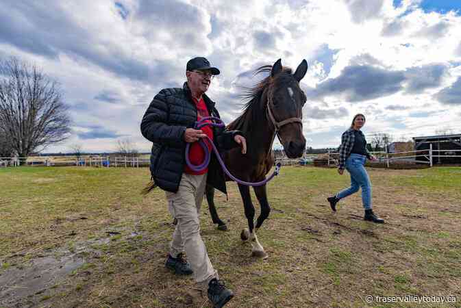 Canadian Army veterans traumatized from service connect with horses in therapy