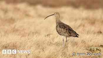 Curlew numbers delay new holiday park approval