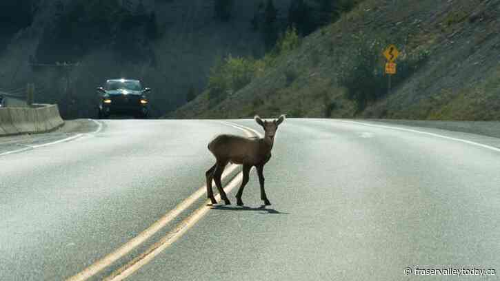 Province urges drivers to be vigilant following a rash of deer collisions in six-hour period