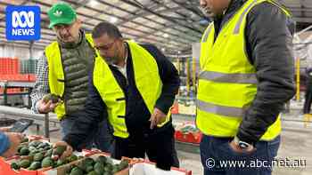 International retailers fly into WA to learn more about avocados as export demand grows