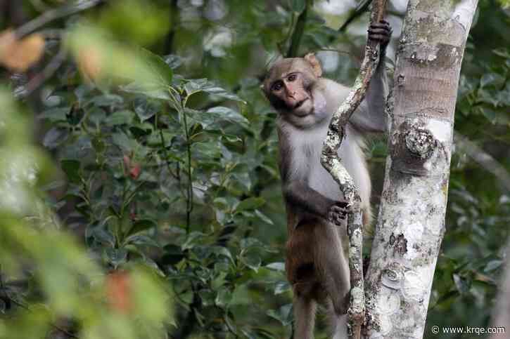24 more monkeys that escaped from South Carolina lab recovered unharmed