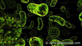‘Chonkus’ Algae Found Off Italian Coast Holds Promise for Improve Climate Change Situation