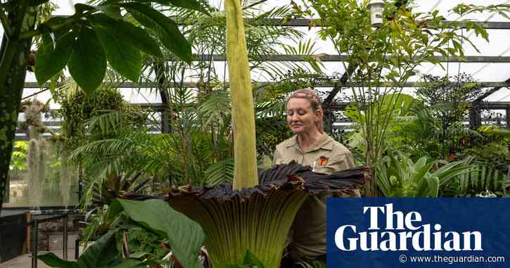 ‘I can hear dry-retching from inside’: queuing for hours to smell Geelong’s corpse plant