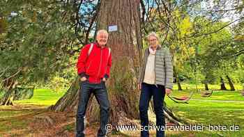 Mammutbaum in Bad Herrenalb: Stiller Gigant wächst vor der Haustür