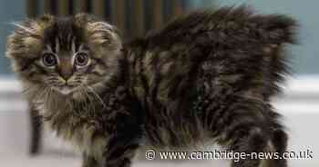 Abandoned kitten found with no tail or ears