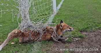 Wirral animal group issue warning after cutting 11 foxes from football nets