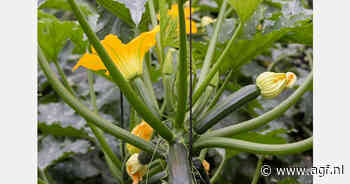 "Marokko zendt al courgettes naar Frankrijk en dat zie je aan de prijs"