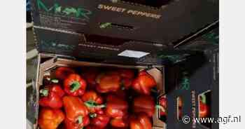 "Trage start van Israëlisch paprikaseizoen, maar volumes nemen de komende weken toe"