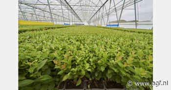 "Marokko breidt areaal blauwe bessen sterk uit, terwijl Europa zich richt op rassenvernieuwing"