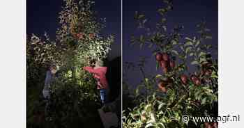 "Voor het eerst oogsten wij ook vollemaansperen"