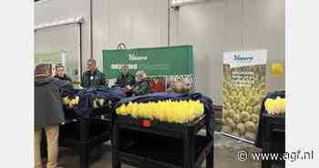 "Vanaf 2025 nieuwe gewasbeschermingsmiddelen nodig in witlofsector"