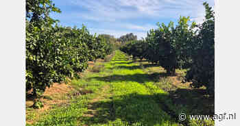 "Hopelijk geen massale import uit Egypte, zeker nu Valencia de inkomsten meer dan ooit nodig heeft"