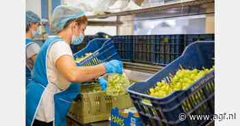 Voorraad Griekse druiven op