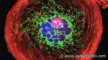 Mitochondria Divide Roles for Energy and Molecular Synthesis Under Low-Nutrient Conditions, Reveals New Study
