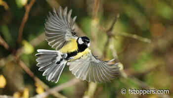 The Canon EOS R5 Mark II: A Camera Built for Speed and Precision