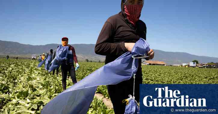 ‘Mass deportations would disrupt the food chain’: Californians warn of ripple effect of Trump threat