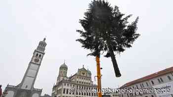 20-Meter-Fichte schmückt den Augsburger Rathausplatz