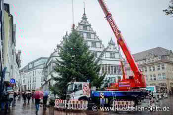 O Tannenbaum! 15-Meter-Baum aus Sennelager schmückt Rathausplatz