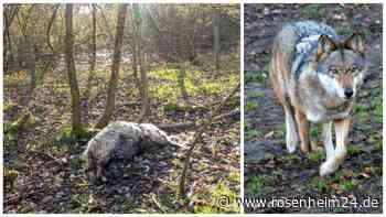 Schaf und Reh zerfressen: Treibt ein Wolf im Achental sein Unwesen?