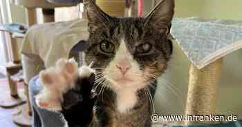 Tierheim Bamberg startet Aufruf: Wer möchte verschmustem Kater ein Zuhause geben?