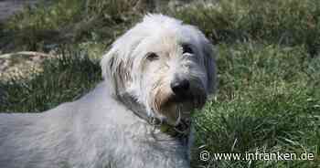 Tierheim Bamberg: Große Hündin Ambra ist unsicher - wer kann ihr Struktur geben?