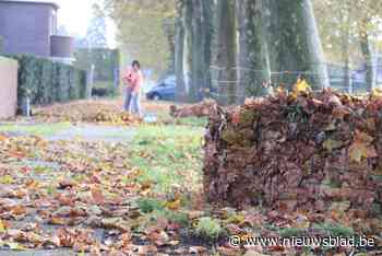 Stad Bree ruimt herfstbladeren in bladkorven gratis op