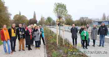 Kitzingen: "Treue Stammgäste" spenden Bäume für Freibad auf der Mondseeinsel