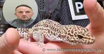 Man jailed after rare lizard theft from a pet shop
