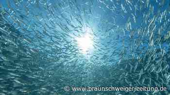 Fast 11 Millionen Fische gefressen: Brutale Attacke vor Norwegen