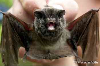 Es geht um die Mopsfledermaus