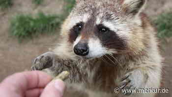 Waschbären in der Stadt: Was man mit den cleveren Eindringlingen besser nicht macht