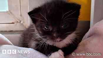 Blind kitten found lost and alone in Cornwall dies