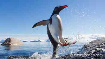 5 Linux commands you need to have ready - just in case