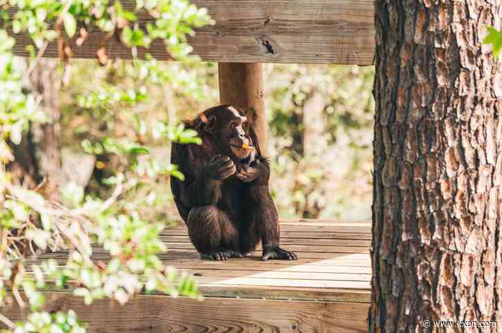 PHOTOS: Chimps playing with origami cranes at World Origami Day celebration