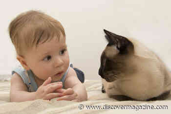 Be Careful What You Say — Your Cat May Be Listening