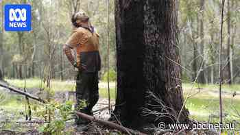 Tree farmer says hardwood price has doubled since WA native logging ban