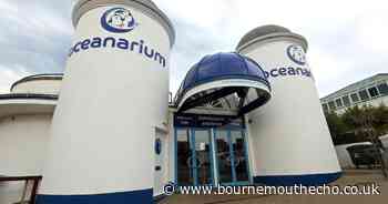 Visitor numbers up at Bournemouth's Oceanarium