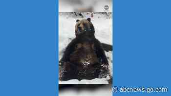WATCH:  Bear enjoys snow day at Colorado zoo