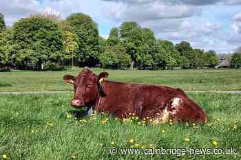 Cambridge's iconic cows could disappear from the city - share your thoughts