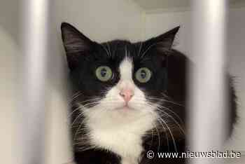 Katten Blauwe Kruis mogen na maand uit quarantaine: “Uitbraak kattenziekte is onder controle”