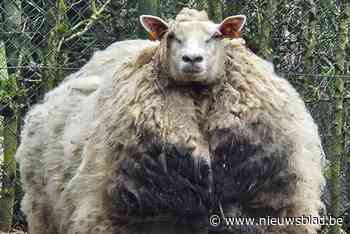 Dieren worden jarenlang verwaarloosd in Overijse: “Schaap werd minstens vijf jaar lang niet geschoren”