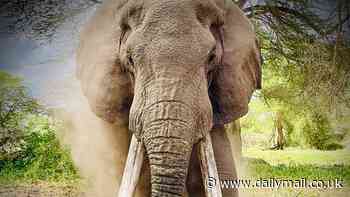 Tale of tomato-stealing 'super tusker' elephant called Tolstoy who gets speared in the leg by a farmer told in heart-wrenching new documentary - we speak to the creator