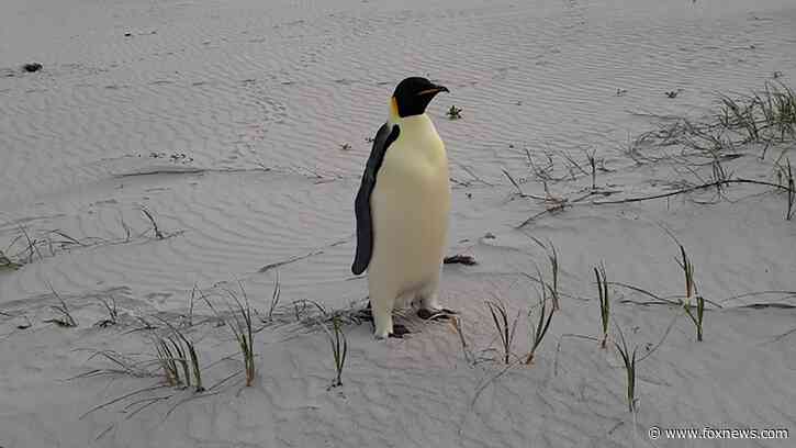 First emperor penguin known to reach Australia found alive on tourist beach