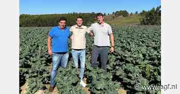 "Met Portugese Bimi kunnen we jaarrond de Europese markt voorzien"