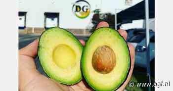 "Met oogst in Jalisco garanderen we een constante stroom van avocado's naar onze klanten"