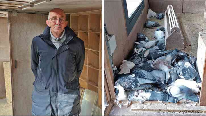 Urk - Steenmarter richt slachting aan op Urk: 'Al mijn postduiven zijn dood'