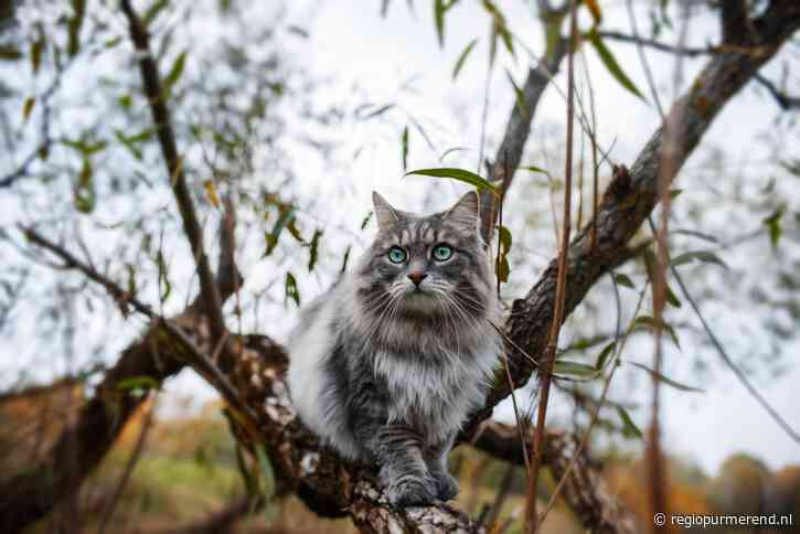 Gratis chipactie voor katten ter bevordering van dierenwelzijn in Purmerend en Beemster