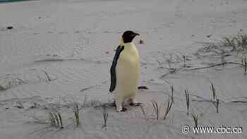 Gus the penguin makes mysterious solo trip to popular Australian beach